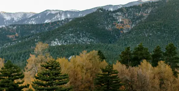Mitigation services forest thinning